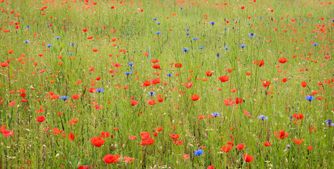 grüne Wiese mit roten Mohnblumen und blauen Kornblumen, kamillenblüten, panorama