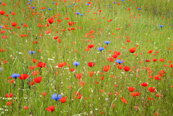 Fototapeta premium grüne Wiese mit roten Mohnblumen und blauen Kornblumen, kamillenblüten