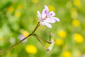 flowers on green background