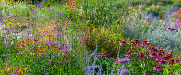 Panele Szklane  wieloletni kwiat ogrodowy z bliska w ogrodzie