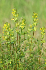 Rhinanthus. Flowers plants close up of rattle