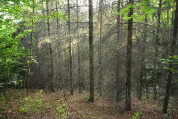 Sunrays In the depth of the wild forest