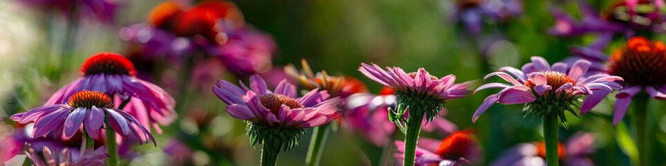 The Echinacea - coneflower close up in the garden
