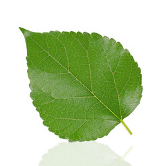 mulberry leaf isolated on white background