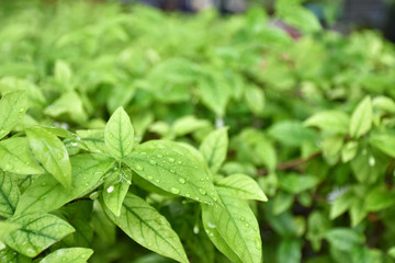 Rain drops on small young green leaves on tree.