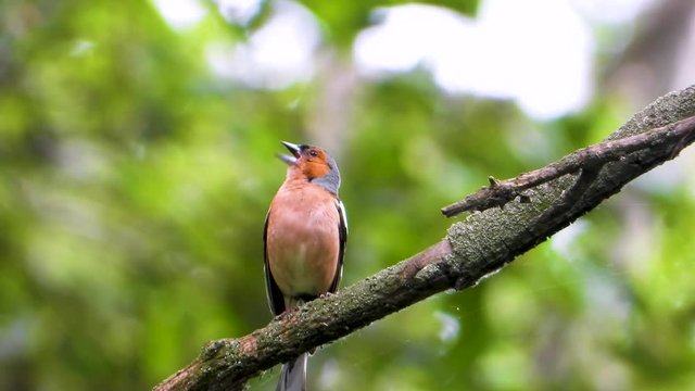singing finch on a tree branch