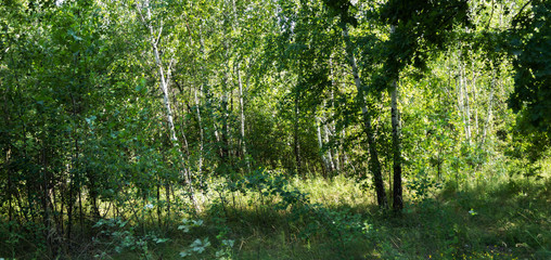 Birch forest. Young green birch