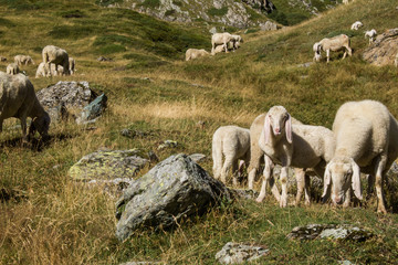 Grazing sheep in mountain landscape,  Italy