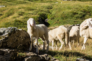 Grazing sheep in mountain landscape,  Italy
