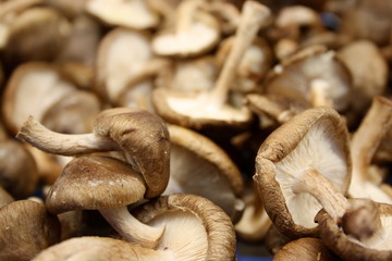 cogumelo 7