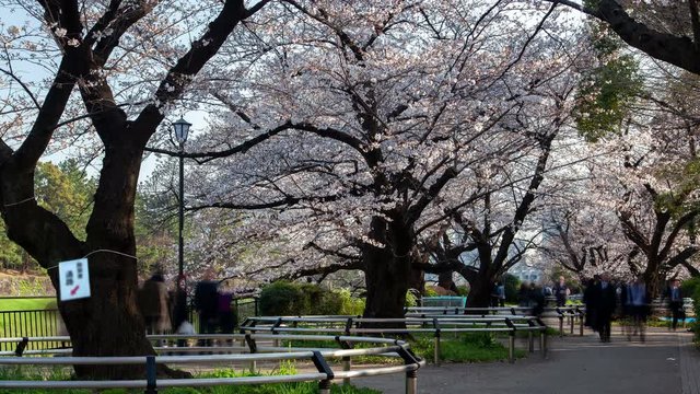 Tokyo Cherry blossom Chidorigafuchi Park Japan time lapse