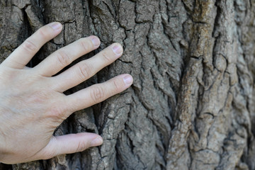 man hand hold old tree touch to fell texture of nature retreatment by nature surface background.hugging.Human hands hug,wrap a tree.Contact man and nature, concept of ecology.Productivity.Symbiosis.