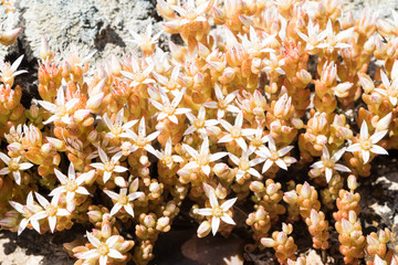 plants on rock