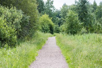 Fototapeta na wymiar path in the forest landscape