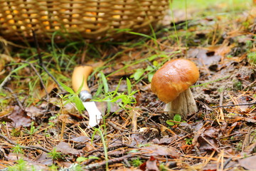 A lone ceps mushroom in the forest.