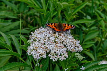 Monarch or Danaus plexippus butterfly over blossom of Elderberry or Sambucus ebulus, poisonous bush, Jeleznitsa, Vitosha mountain, Bulgaria 