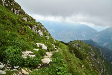 A mountain slope with a mountain pine and limestone rocks in the mountains Tatry in Poland.