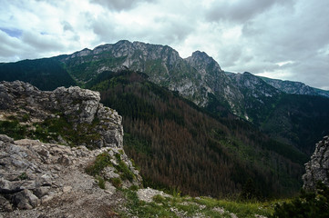Fototapeta na wymiar A mountain slope with a mountain pine and limestone rocks in the mountains Tatry in Poland.
