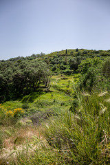 landscape with trees