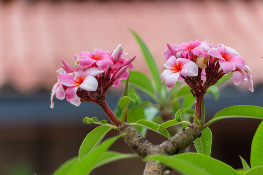 la pomelia o plumeria &agrave; una pianta originaria delle hawai importata nel tempo dai naviganti si &egrave; adattata bene nel territorio di Riposto e di Palermo