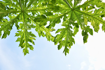 green papaya leaves and blue sky