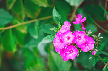 Garden Phlox (Phlox paniculata), flowers of summer. Close-up, blurred background.
