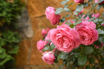 Pink bushy braided roses in garden on background of stone old house. closeup on a sunny summer day, buds of delicate flowers for postcards, color bloom in garden, beautiful blossom in outdoor street.