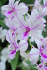 Naklejka na ściany i meble Thai's Orchid