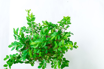 Bonsai tree isolated on white background.