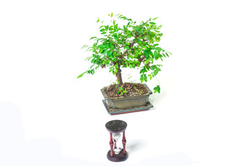 Bonsai tree and hourglass on a white background. The concept of the duration of cultivation.