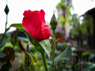 Red rose in the garden