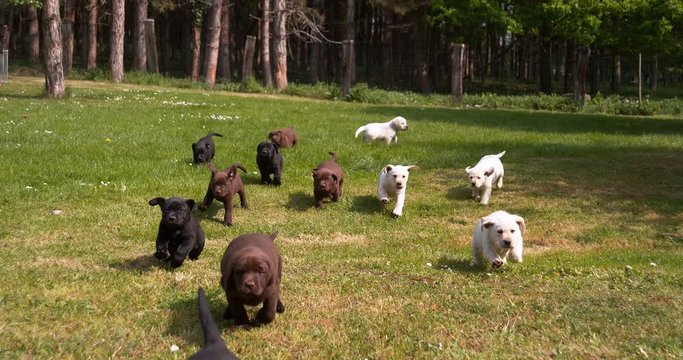Yellow, Brown and Black Labrador Retriever, Puppies running on the Lawn, Normandy in France, Slow Motion 4K