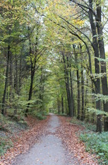 Naklejka premium A walk through autumn colors