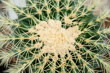 Cactus Family, close-up barrel cactus. thorn cactus texture background, close up