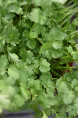 Echter Koriander (Coriandrum sativum)