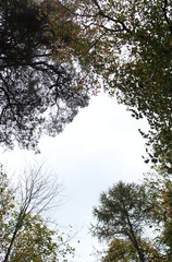 a picture frame made of tree tops