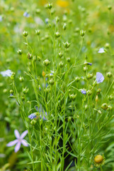flax plant on blurred natural background
