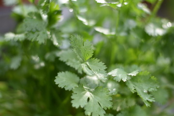 Echter Koriander (Coriandrum sativum)