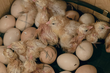 Newborn chicks lying on chicken eggs in incubator. Farm hatchery.