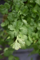 Echter Koriander (Coriandrum sativum)