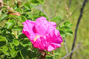 Pink flowers of wild rose close-up.