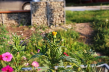 flowers in the garden