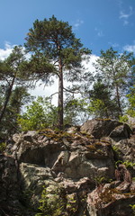 Fototapeta na wymiar Nature of Lidingo Island,Stockholm