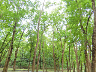 Tree tops of  beeches in spring with sunlights.