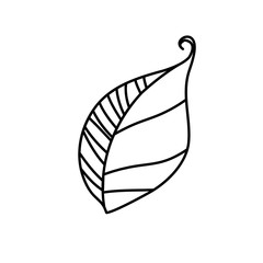 Vector illustration of a leaf. Black outline doodle monochrome style.