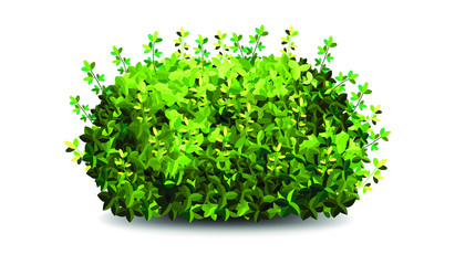 Garden bush. Green garden vegetation bushes icon. Ornamental plant shrub for decorate landscape park, a garden or a green fence. Thick thickets of shrubs. Foliage for spring and summer card design.