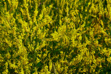 Obraz premium yellow flower background