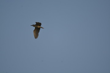 bird