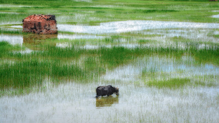 Fototapeta premium Rizière de Madagascar