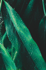 Dew and Green leaves background. Green leaves color dark tone after raining in the morning.Tropical...